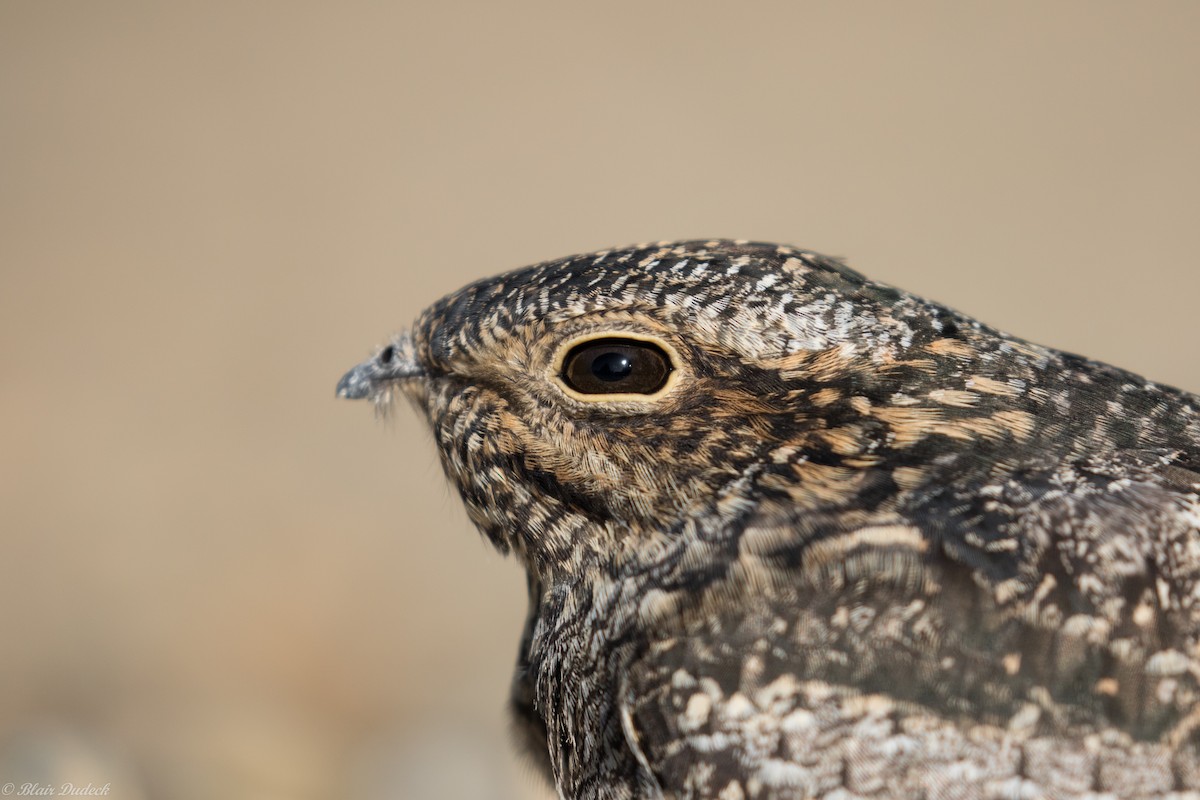 Common Nighthawk - ML179814631