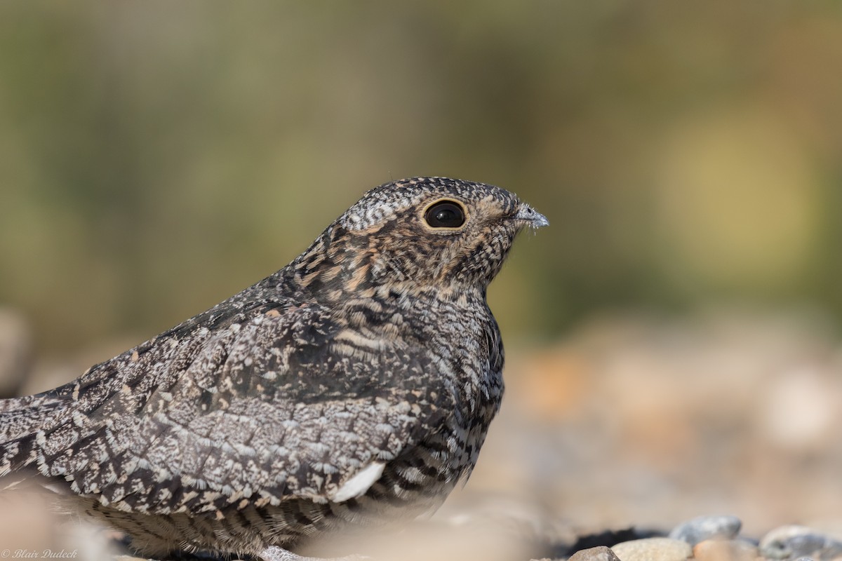 Common Nighthawk - ML179814701