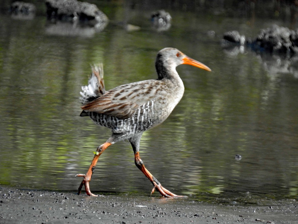 Mangrove Rail - ML179815171