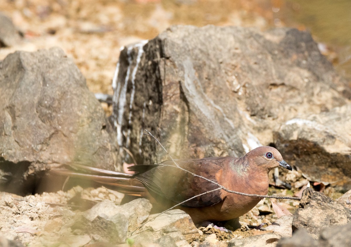 Brown Cuckoo-Dove - ML179815331