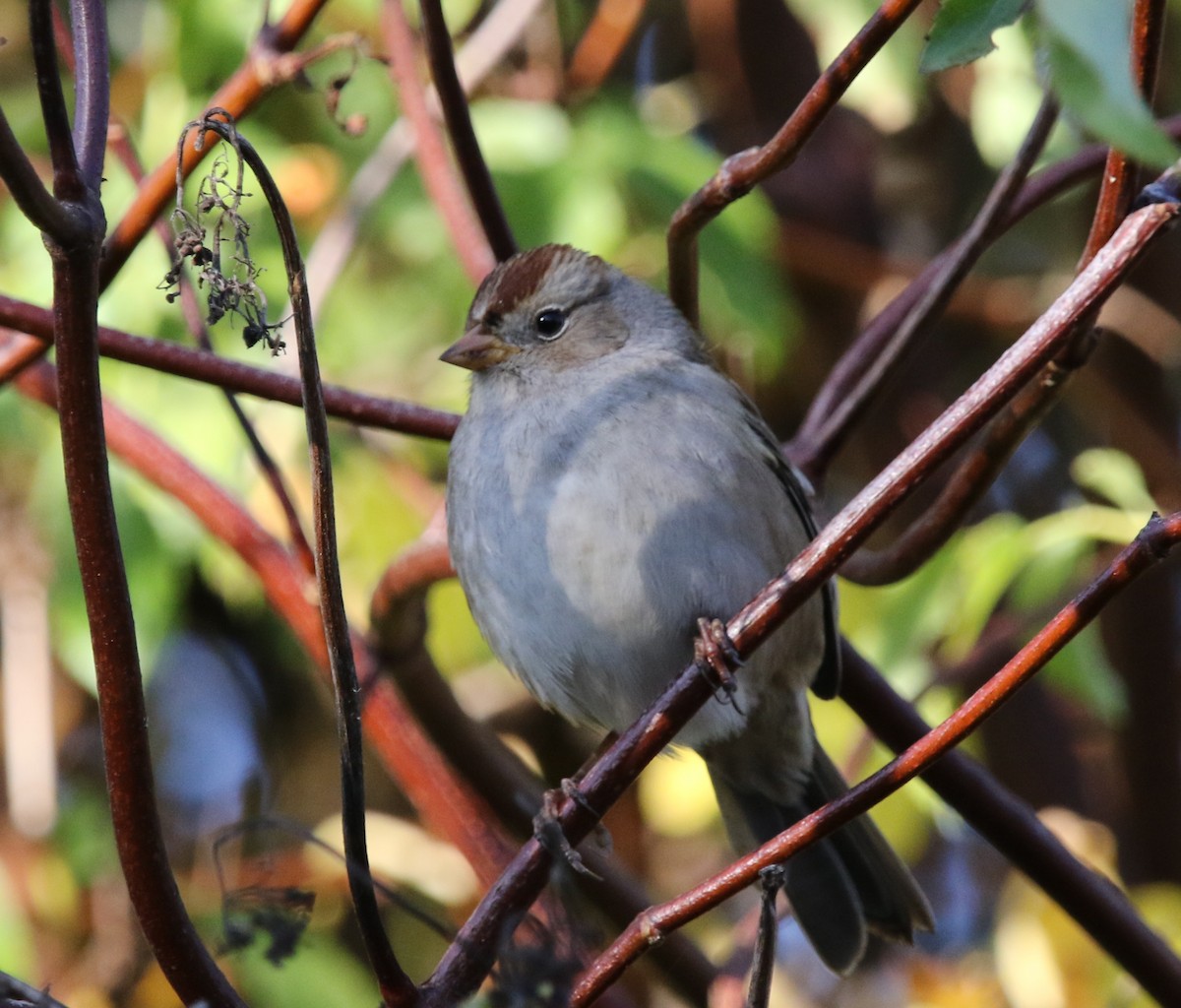 White-crowned Sparrow - ML179818741