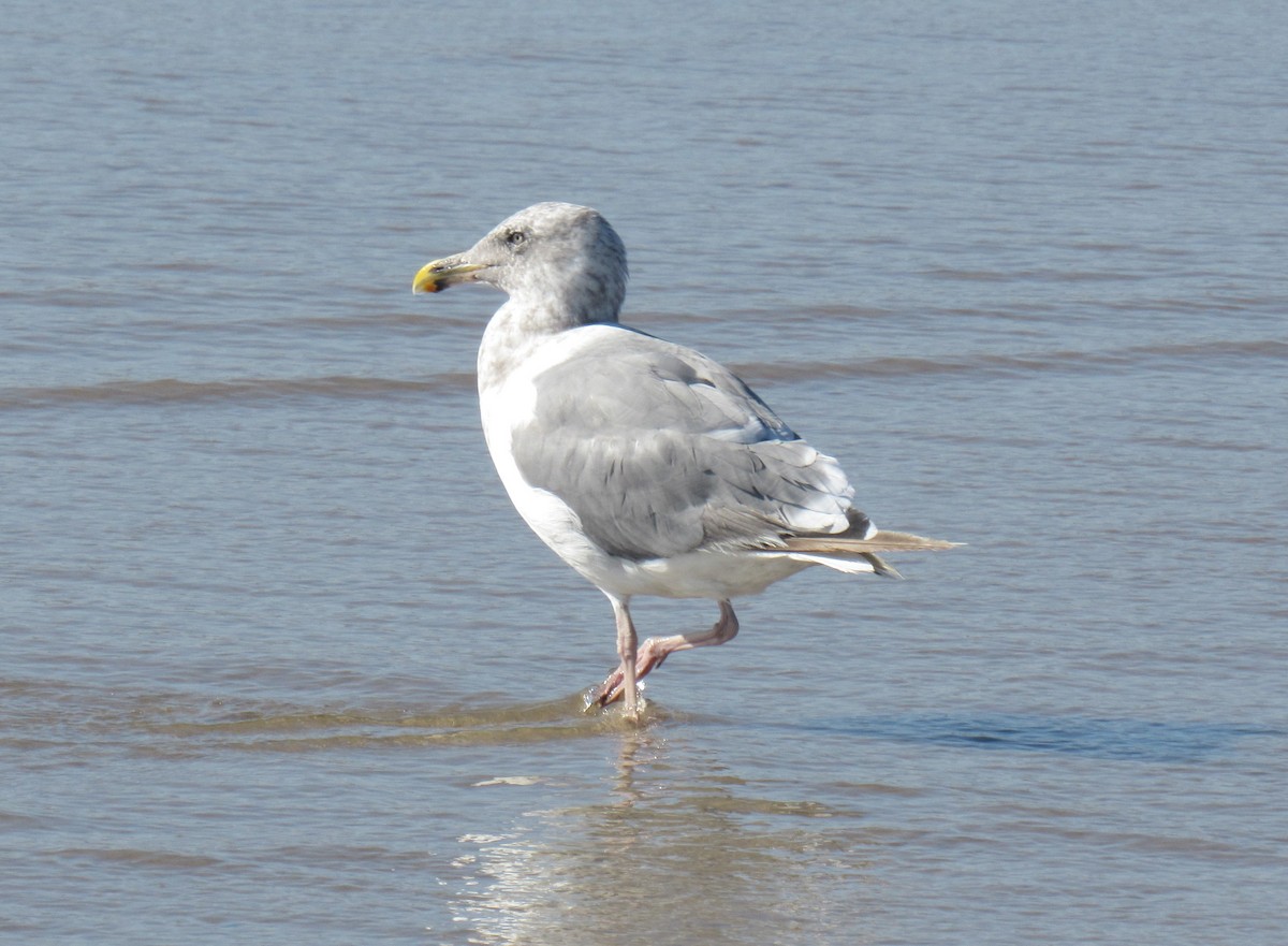 Glaucous-winged Gull - ML179820981