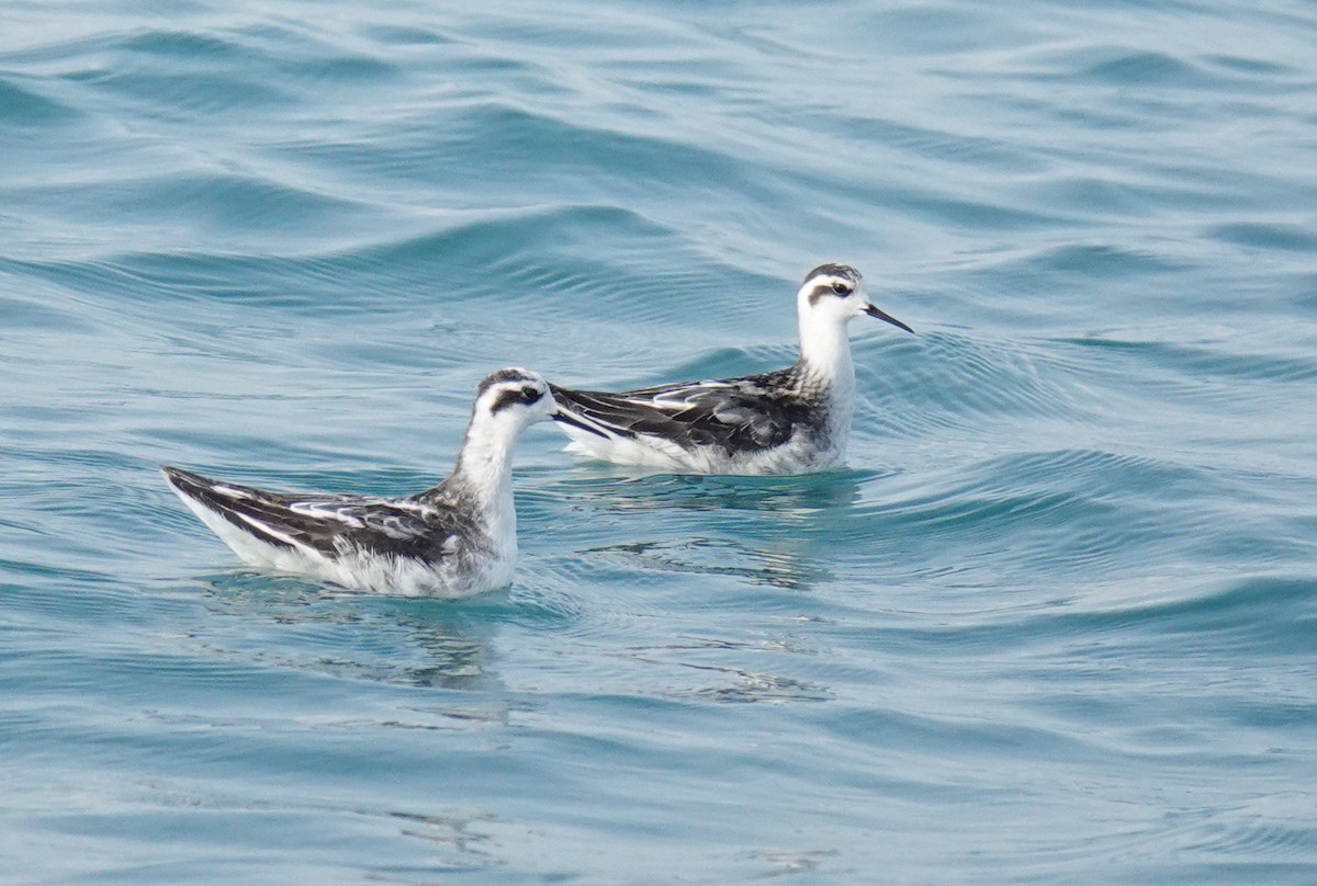 アカエリヒレアシシギ - ML179821761