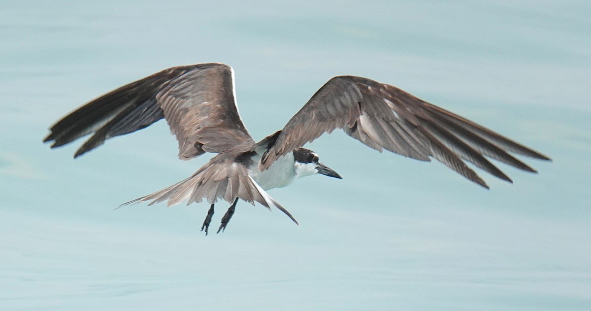 マミジロアジサシ - ML179821781