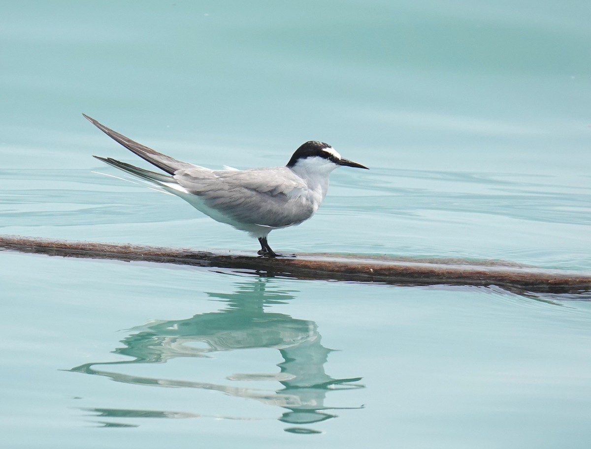 コシジロアジサシ - ML179821811