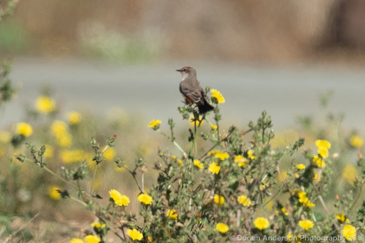 Vermilion Flycatcher - ML179821821