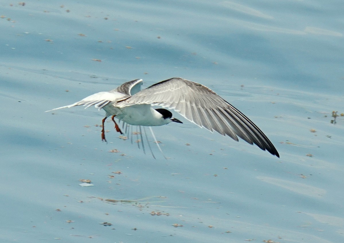 アジサシ - ML179821861