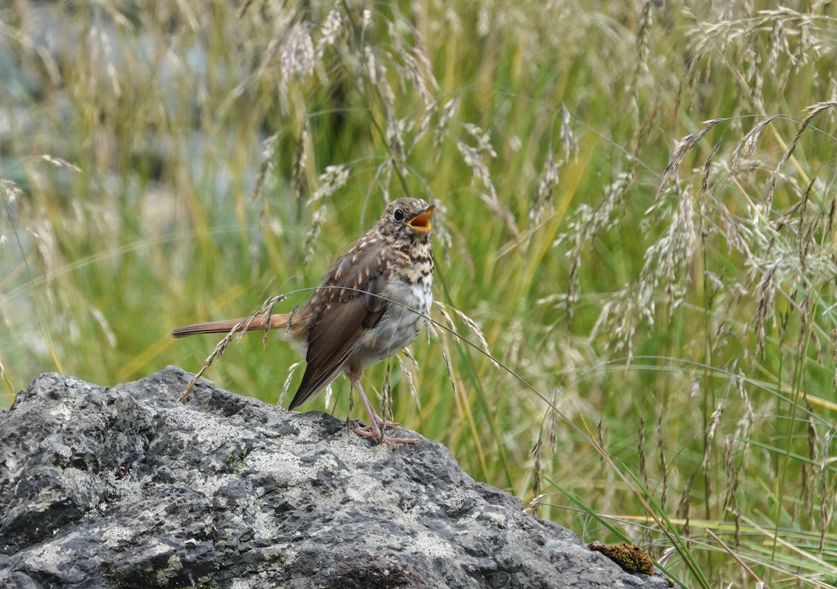 Hermit Thrush - Ken Wright