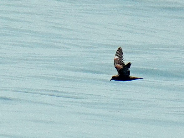 ヒメクロウミツバメ - ML179821981