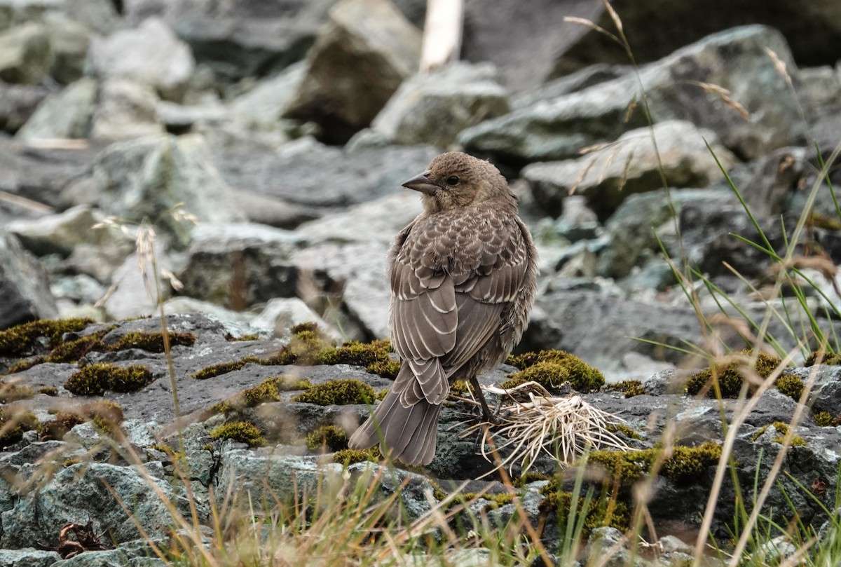 Brown-headed Cowbird - Ken Wright