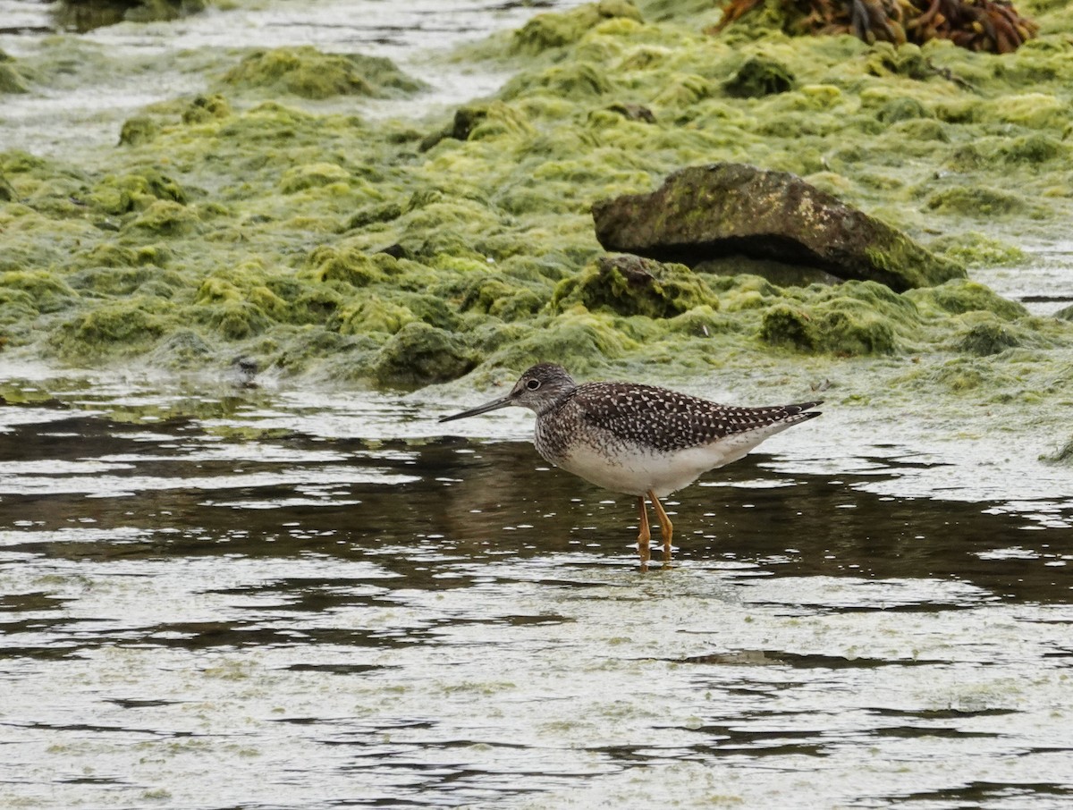 Greater Yellowlegs - Ken Wright