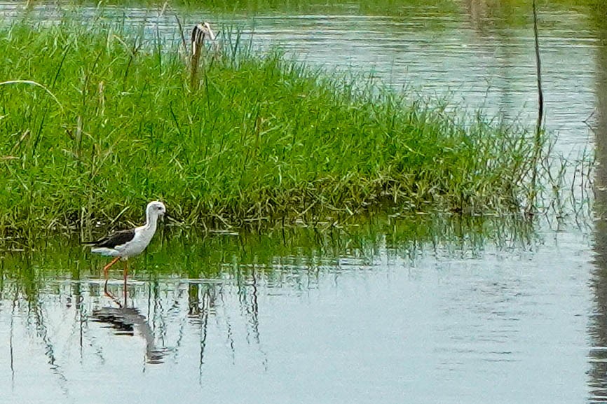 Black-winged Stilt - LA Phanphon