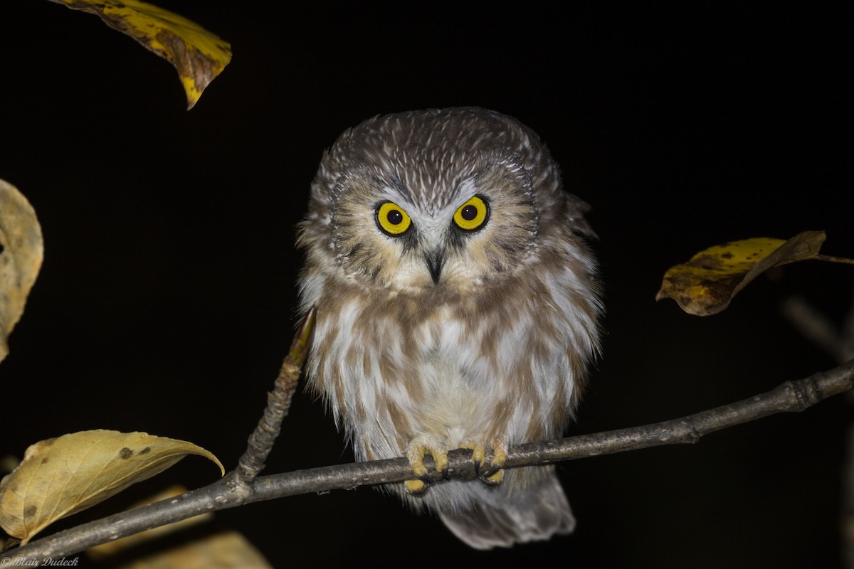 Northern Saw-whet Owl - ML179824231