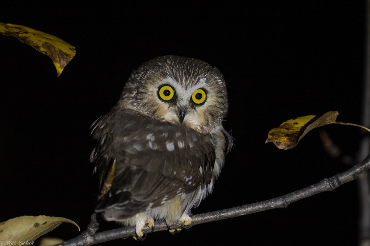 Northern Saw-whet Owl - Blair Dudeck