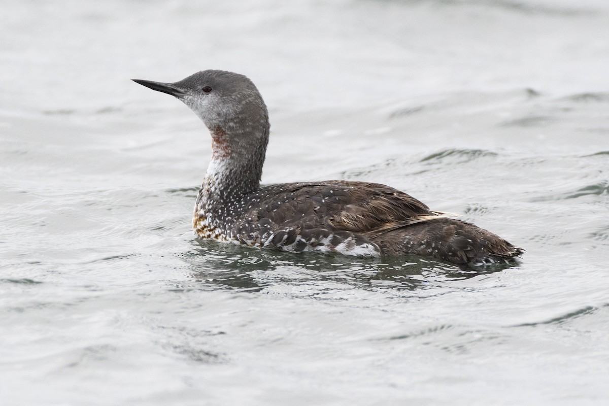 Red-throated Loon - ML179824541