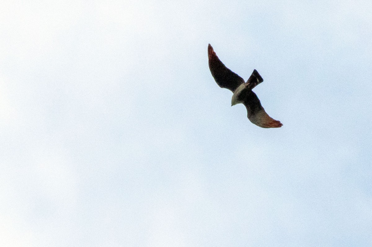 Plumbeous Kite - ML179824611