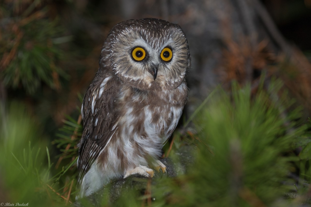 Northern Saw-whet Owl - ML179824871