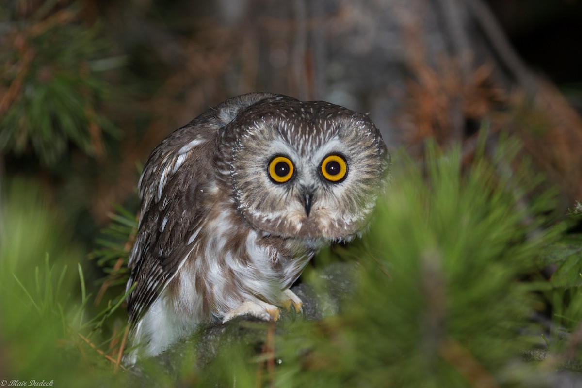 Northern Saw-whet Owl - ML179824881