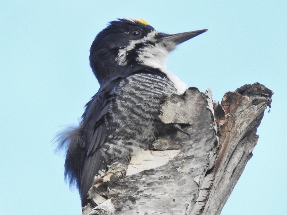 Black-backed Woodpecker - ML179826081