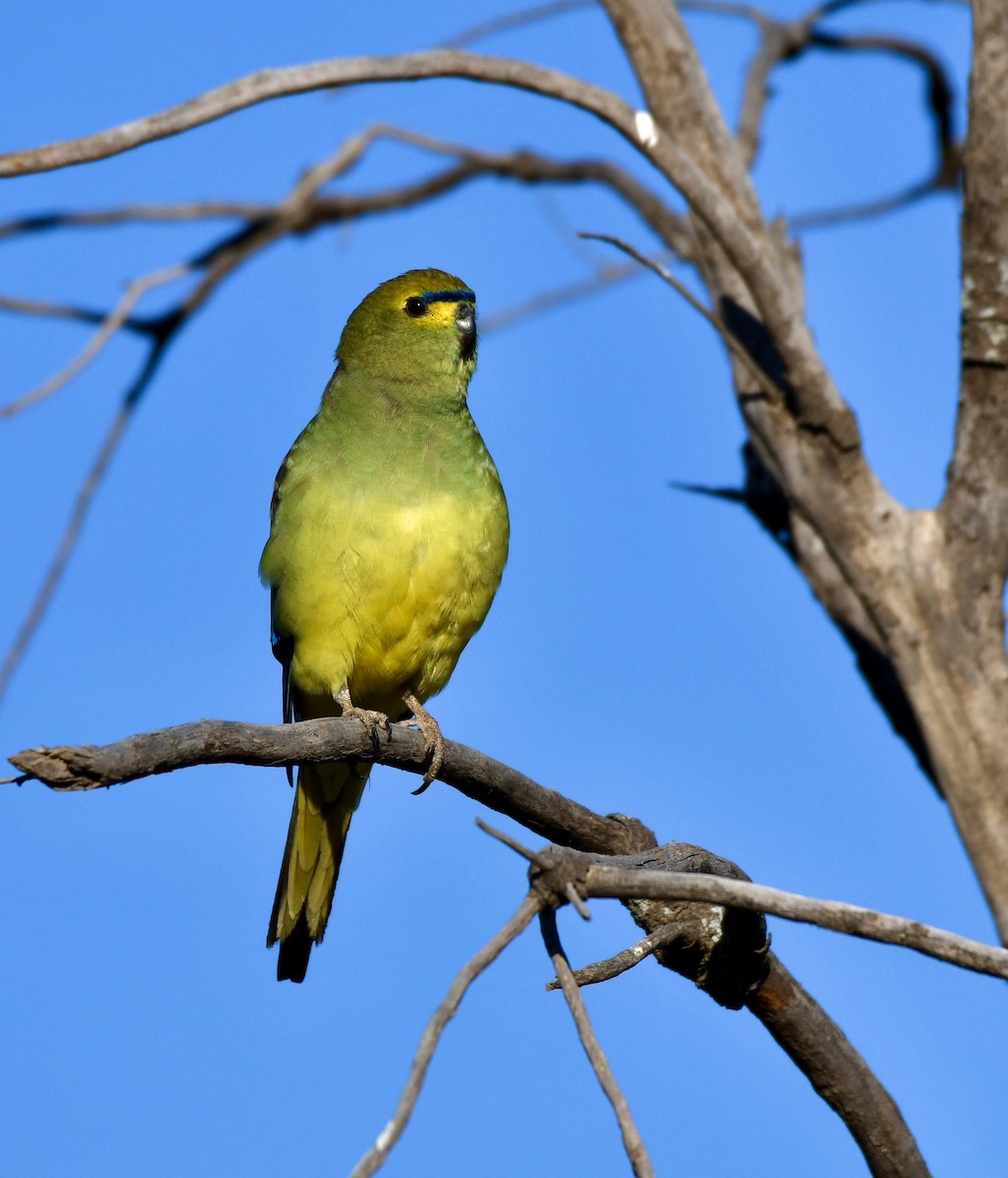 Blue-winged Parrot - ML179827431