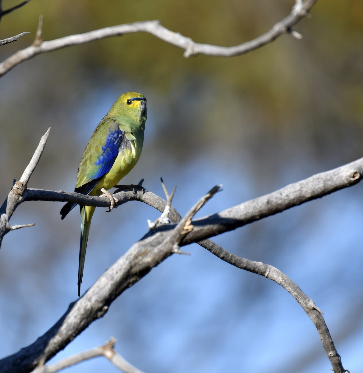 Blue-winged Parrot - ML179827531