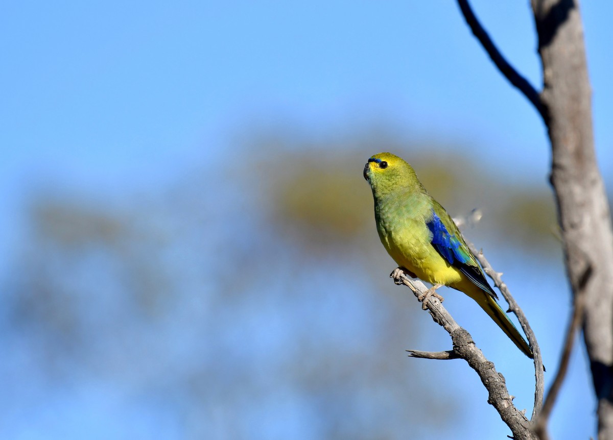Blue-winged Parrot - ML179827561