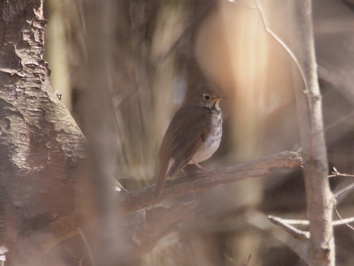 Hermit Thrush - Joshua Snodgrass