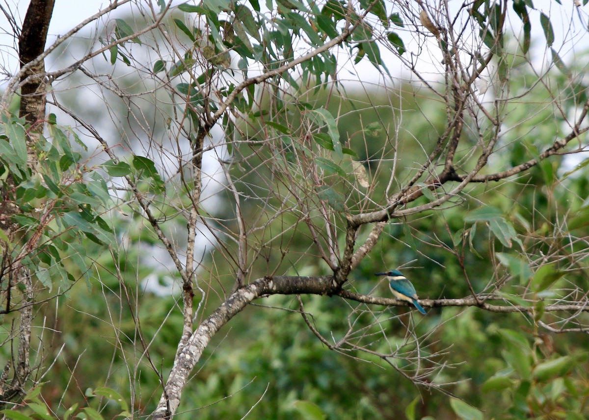 Sacred Kingfisher - ML179831161