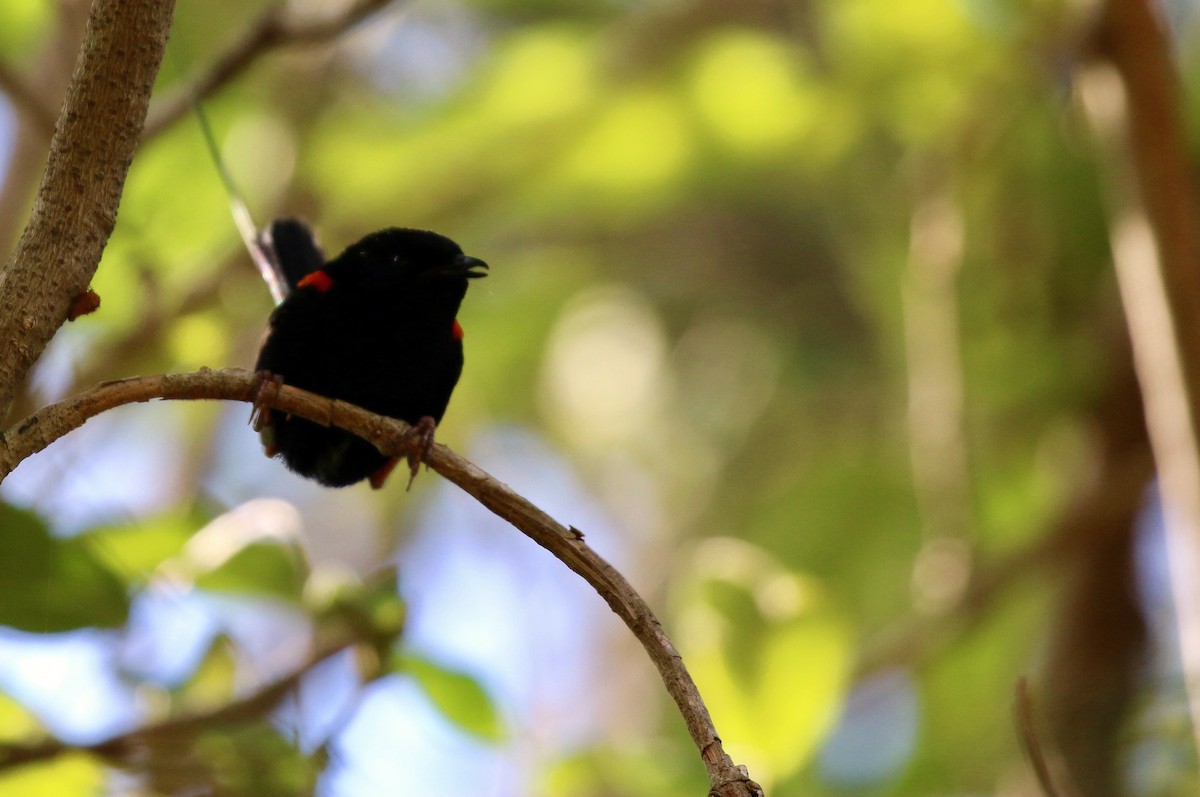 Red-backed Fairywren - ML179831251