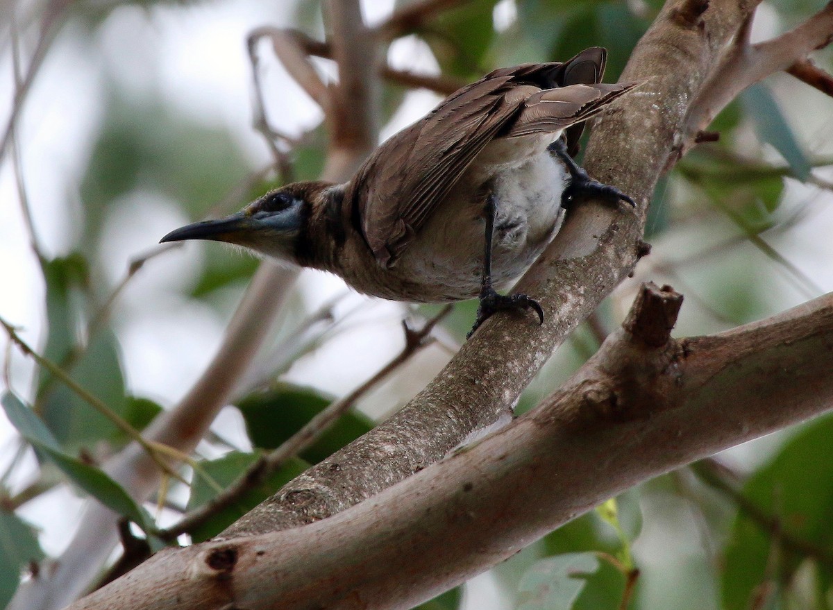 Little Friarbird - ML179831261