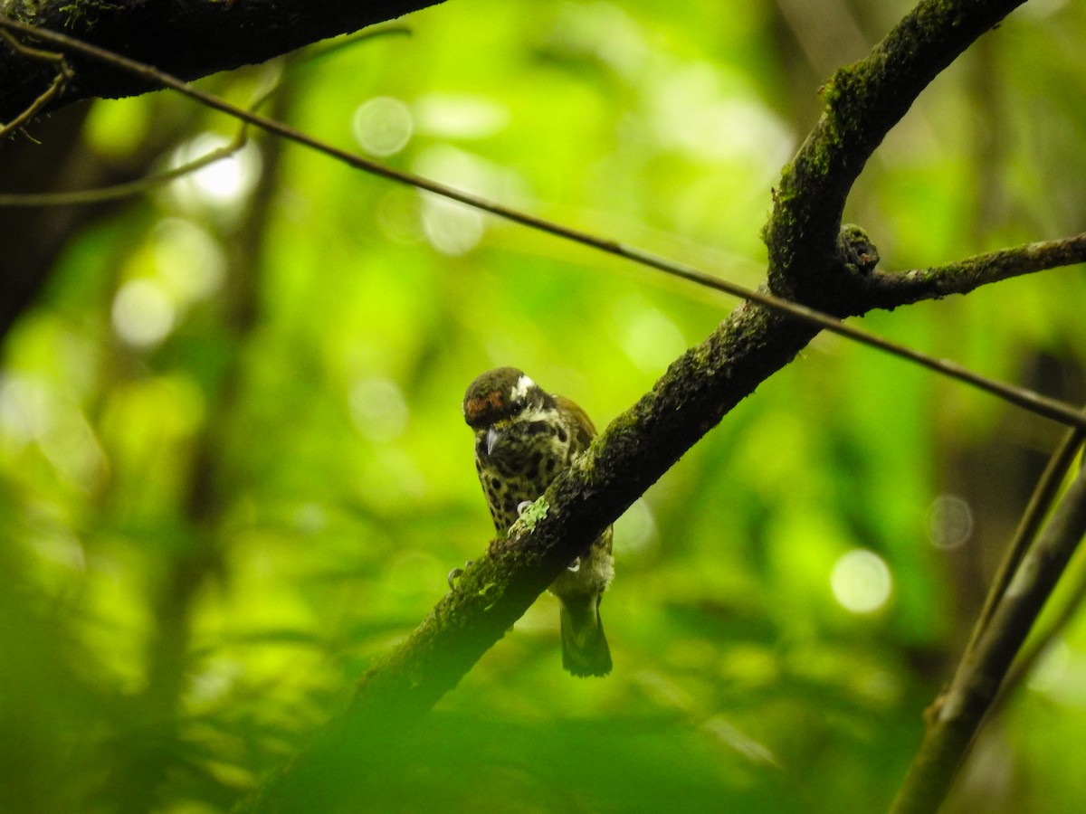 Speckled Piculet - ML179831571