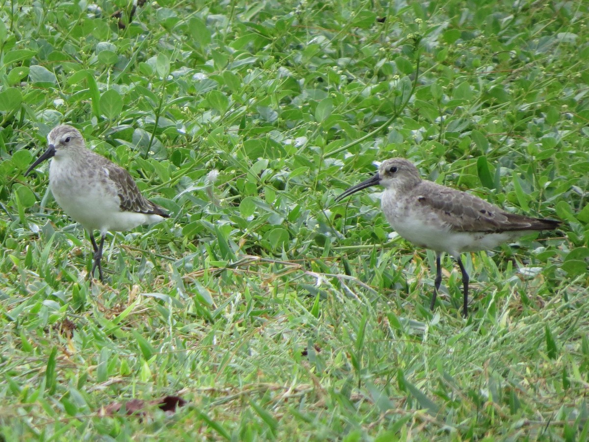 tundrasnipe - ML179832271