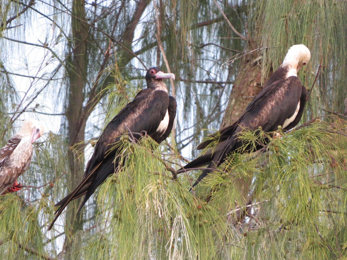 Great Frigatebird - ML179832391