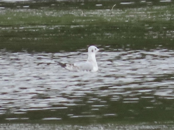 Bonaparte's Gull - ML179832731