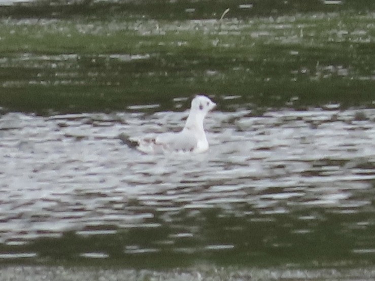 Bonaparte's Gull - ML179832741