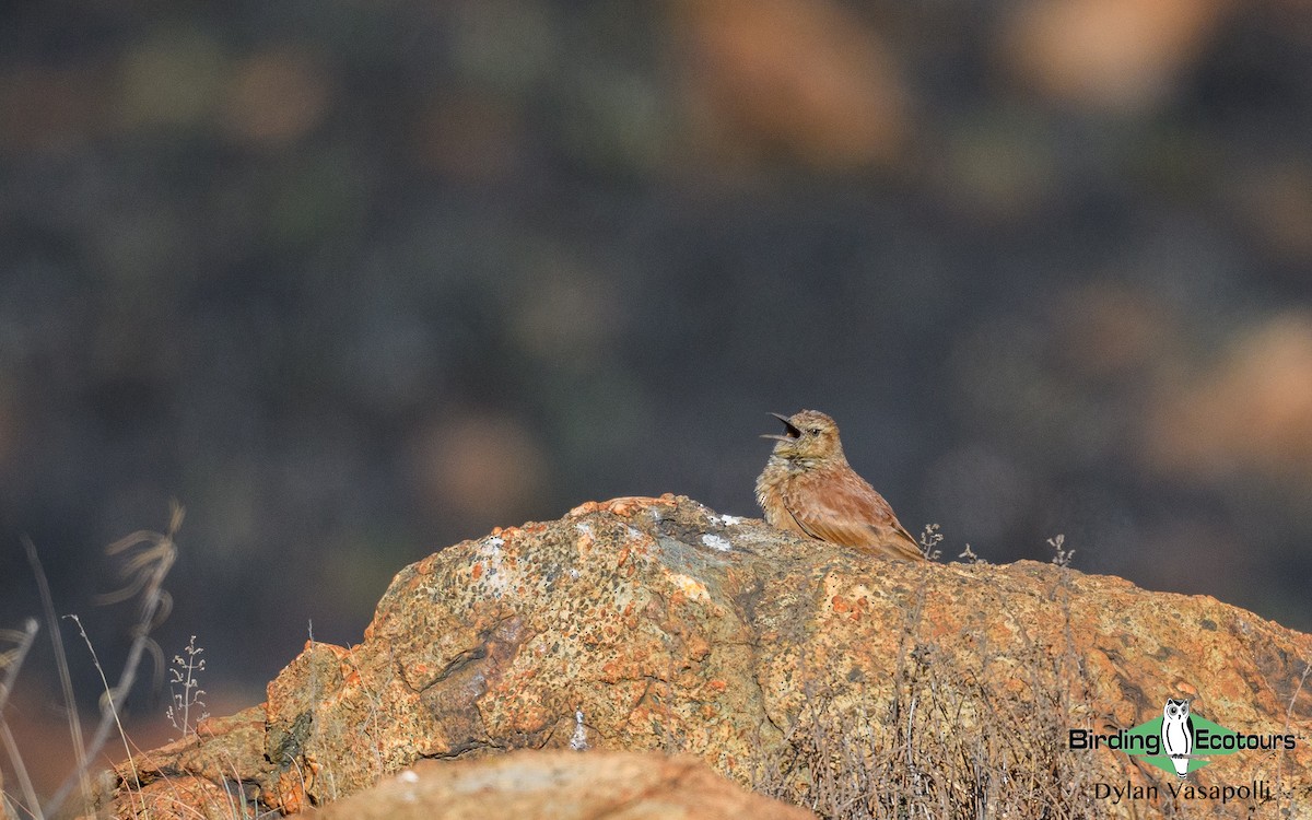 Transvaal Toygarı - ML179832771