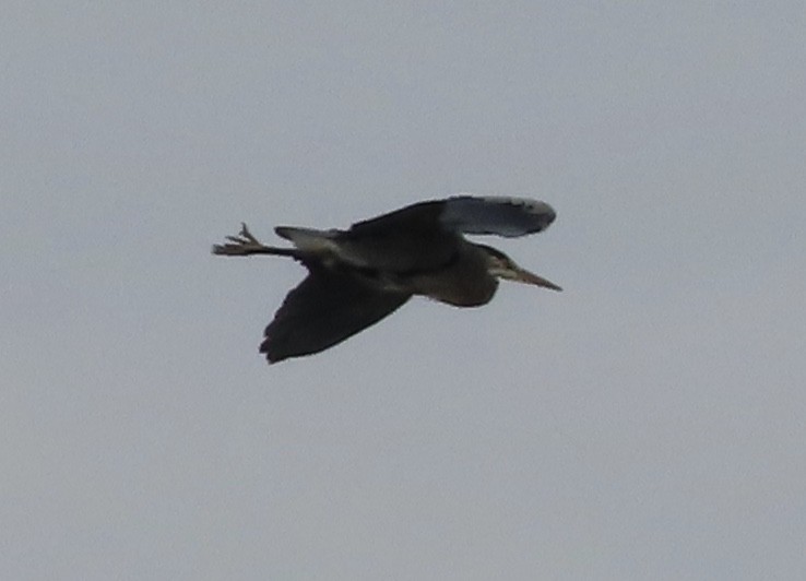 Great Blue Heron - ML179832811