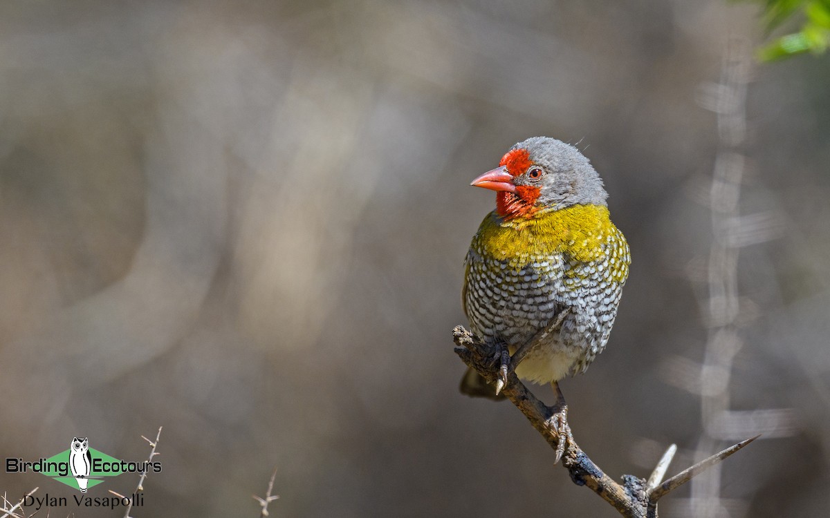 Green-winged Pytilia - Dylan Vasapolli - Birding Ecotours