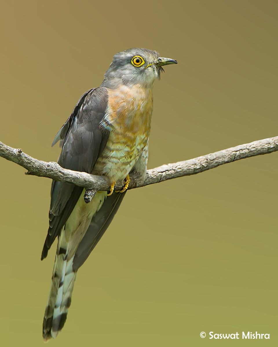 Common Hawk-Cuckoo - Saswat Mishra