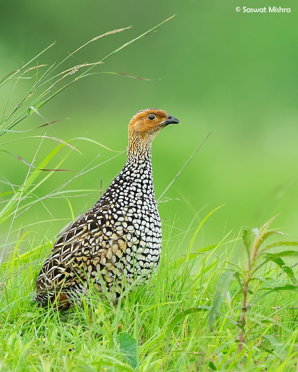 Painted Francolin - ML179832941