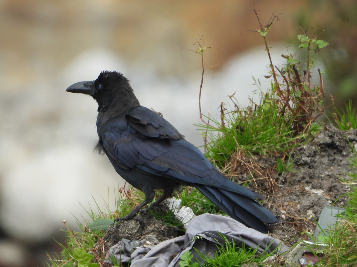 Large-billed Crow - dhanapal kondasamy