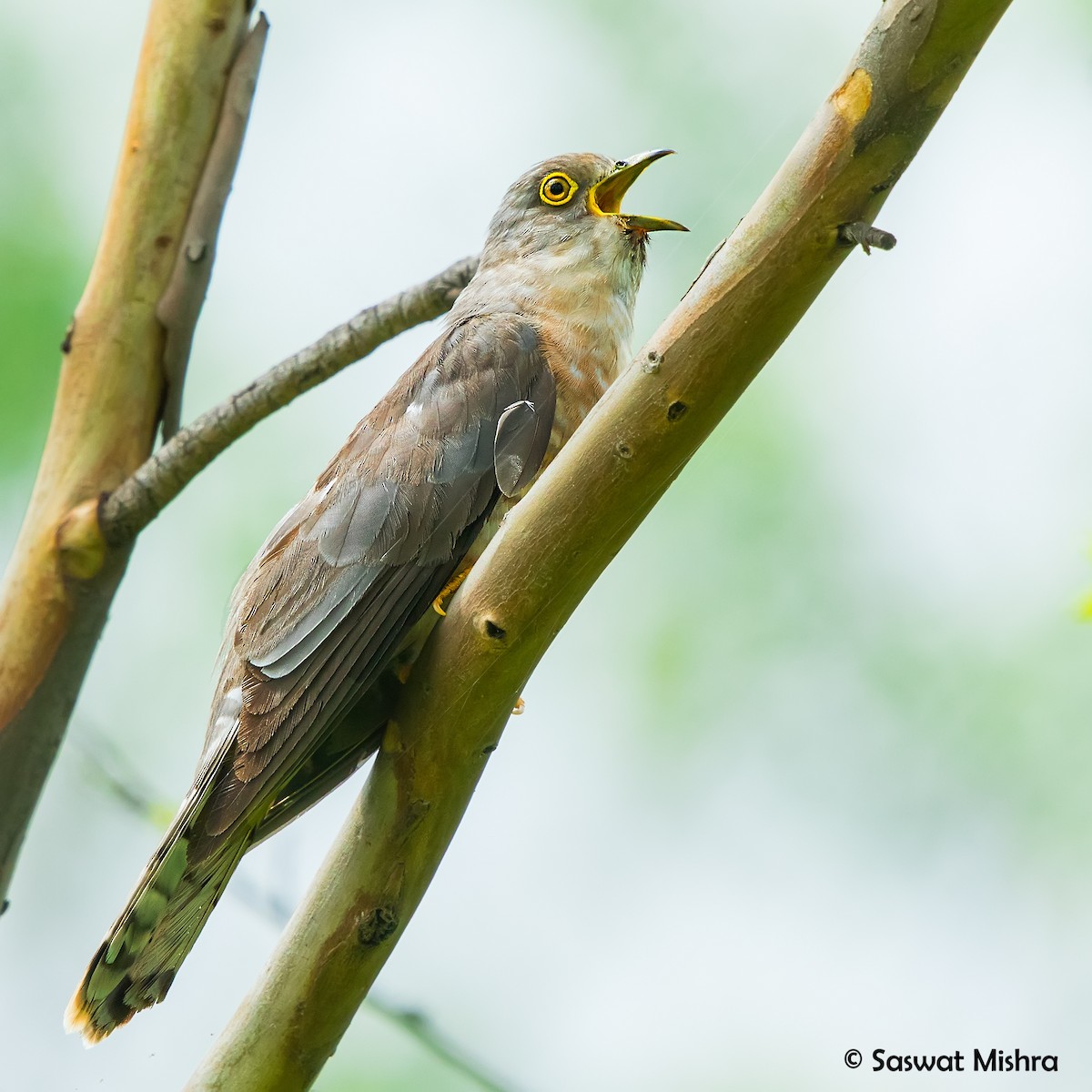 Common Hawk-Cuckoo - Saswat Mishra