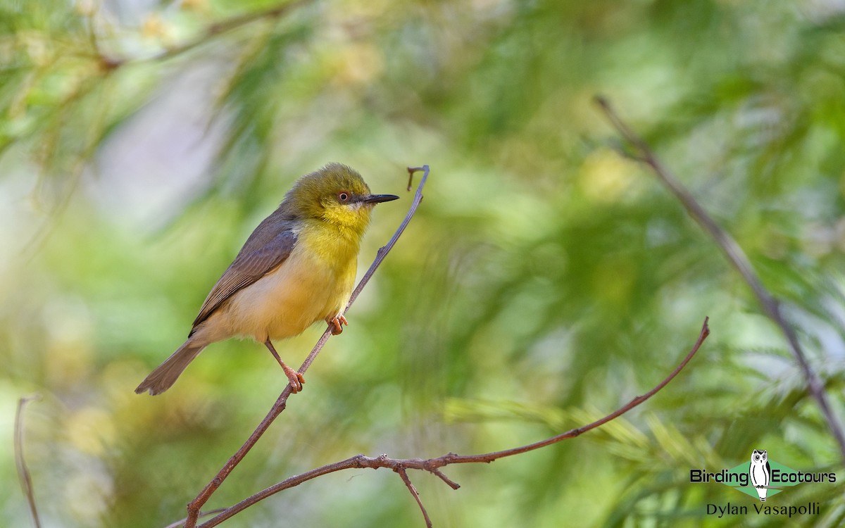 Green-capped Eremomela - Dylan Vasapolli - Birding Ecotours