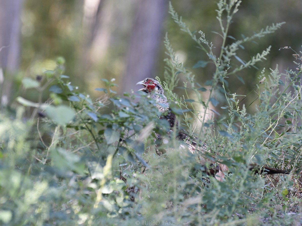 Ring-necked Pheasant - ML179833731