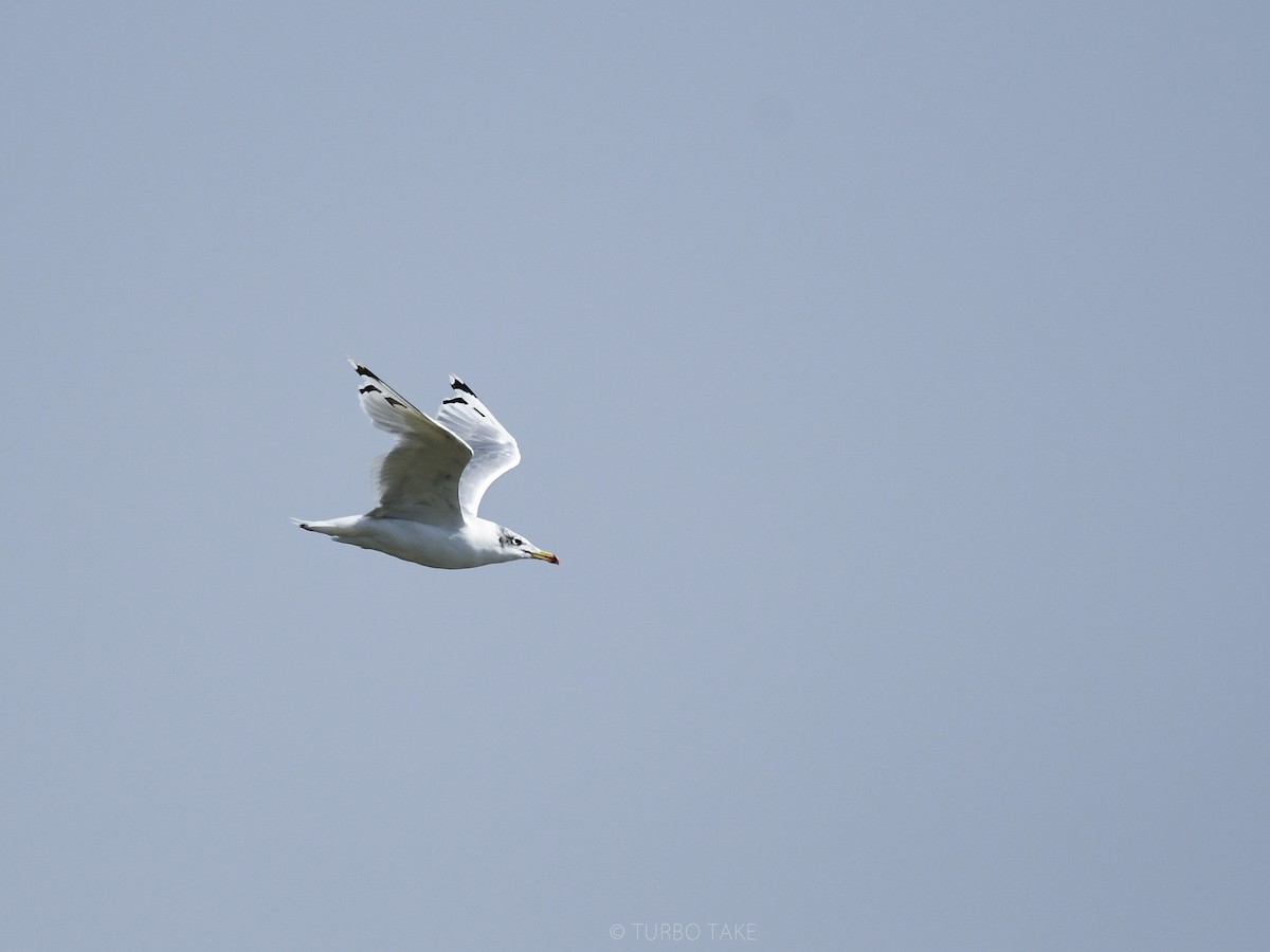 Pallas's Gull - ML179833831