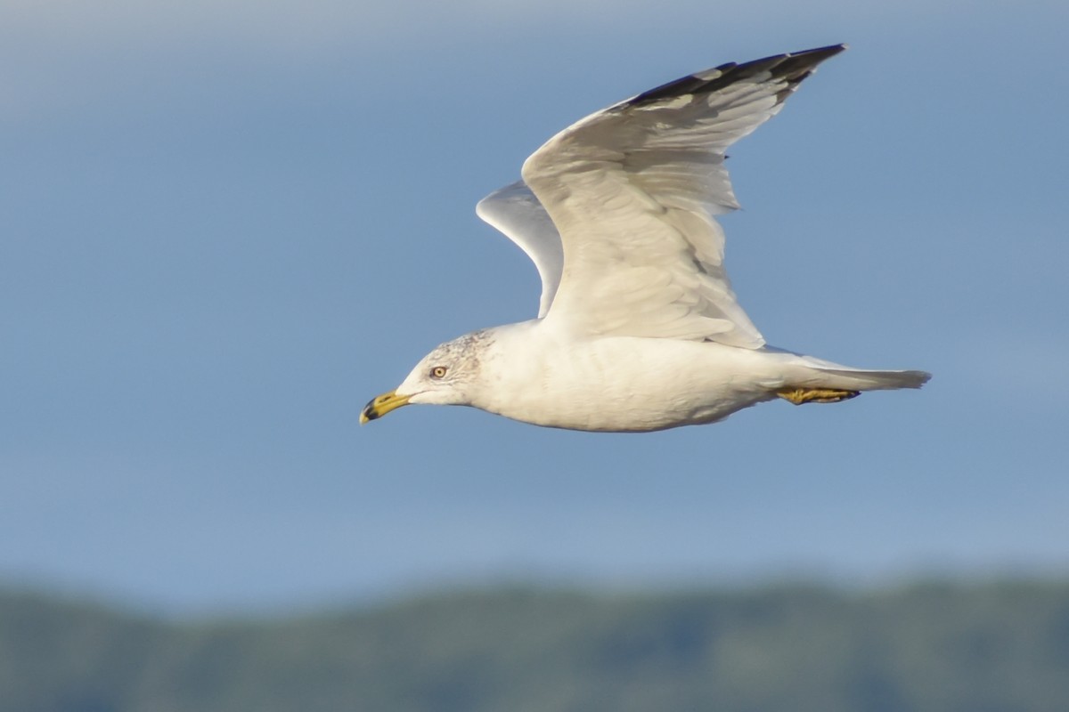 Ring-billed Gull - ML179835311