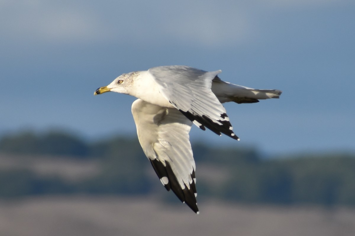 Ring-billed Gull - ML179835321