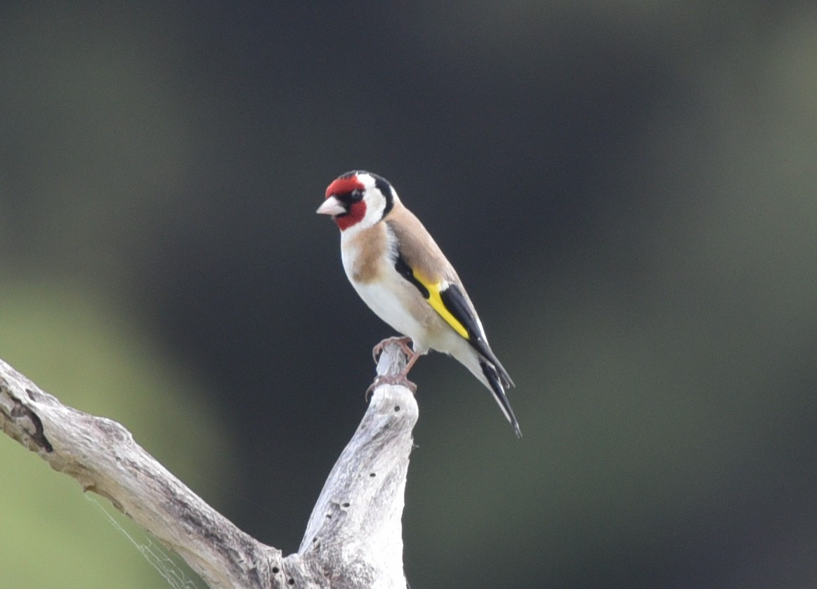 European Goldfinch - Bruce Wedderburn