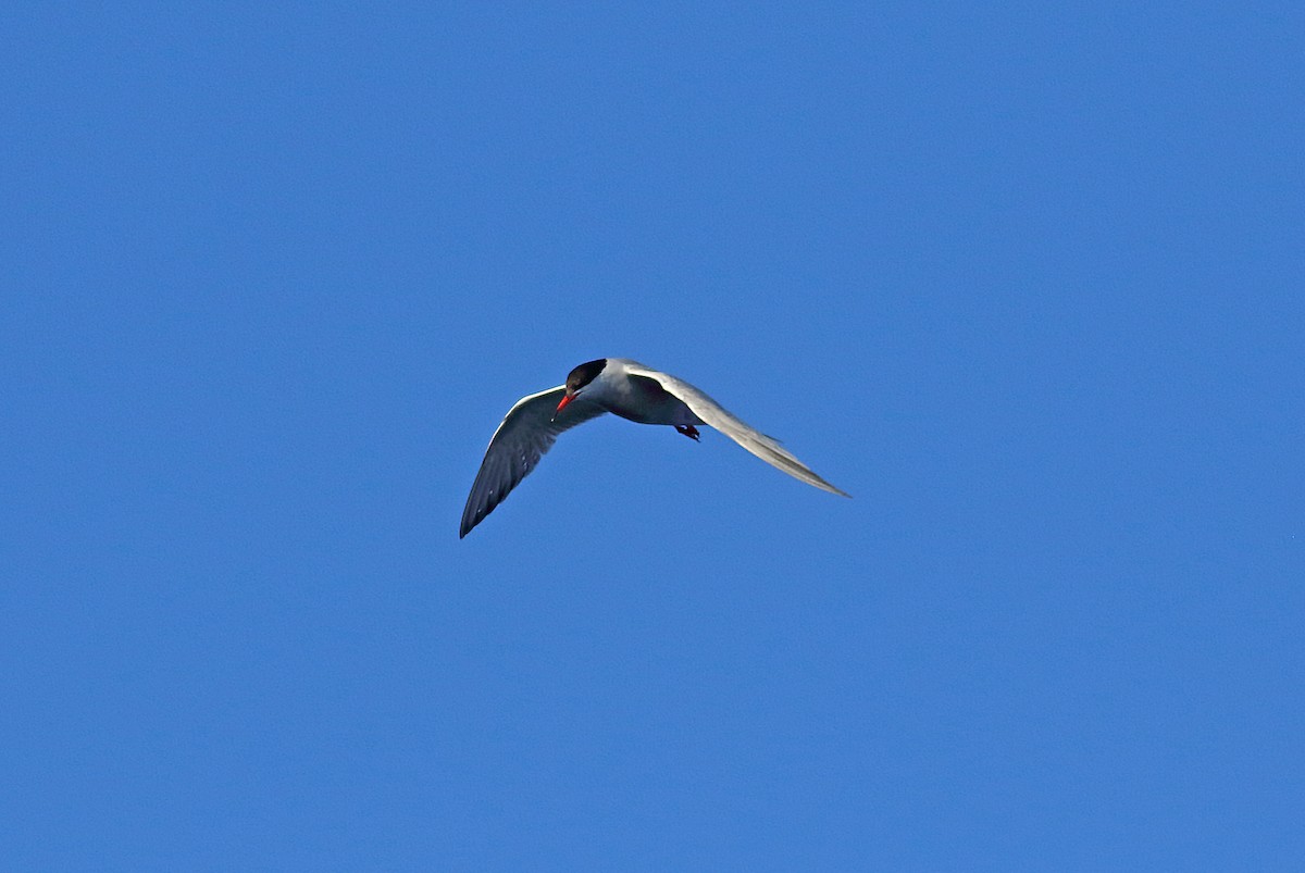 Common Tern - ML179838031