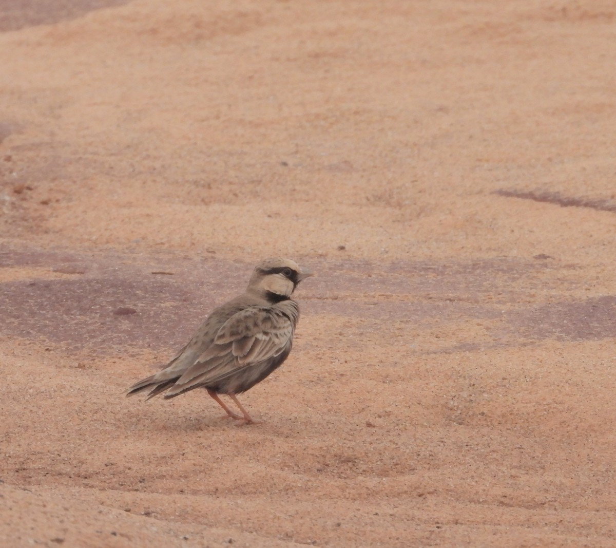 Ashy-crowned Sparrow-Lark - ML179838821